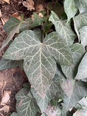 Hedera