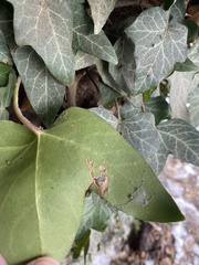 Hedera