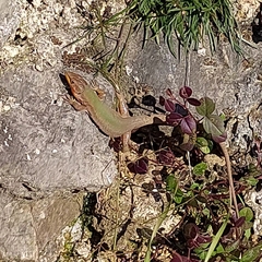 Podarcis melisellensis