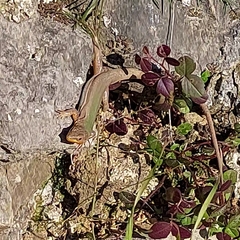 Podarcis melisellensis