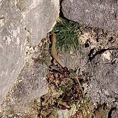 Podarcis melisellensis