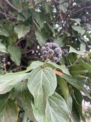 Hedera