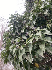 Hedera