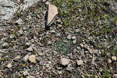 Crassula dependens