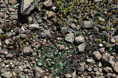 Eriospermum ornithogaloides