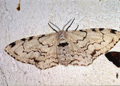 Thyrinteina arnobia