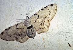 Thyrinteina arnobia