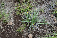 Hypoxis argentea sericea