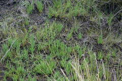 Tulbaghia natalensis