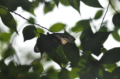 Papilionidae