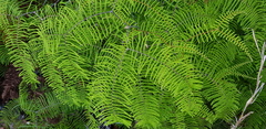 Gleichenia dicarpa