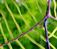 Gleichenia dicarpa