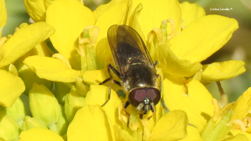 Cheilosia paralobi