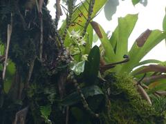 Prosthechea fragrans