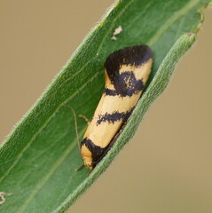 Olbonoma triptycha