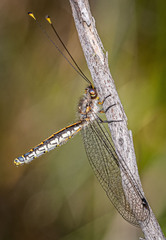 Suhpalacsa subtrahens