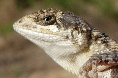 Sitana