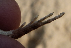 Sitana