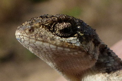 Sitana