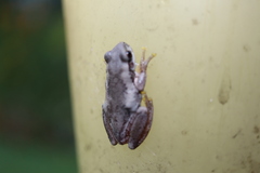 Litoria balatus