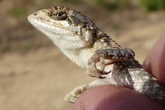 Sitana