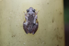Litoria balatus