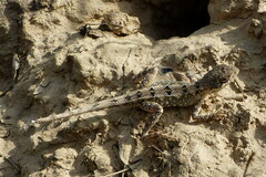 Sitana