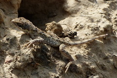 Sitana