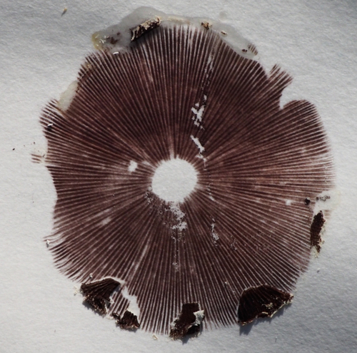 Questionable Stropharia