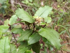 Trichocladus crinitus