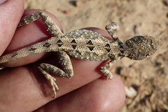Sitana