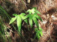 Pyrrosia polydactylos