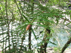 Pseudotsuga wilsoniana