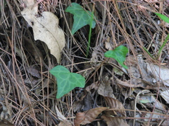 Hedera rhombea