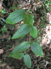 Lonicera hypoglauca