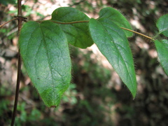 Lonicera hypoglauca