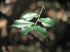 Prunus spinulosa