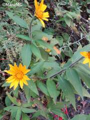 Tithonia longiradiata
