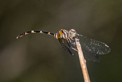 Nannophlebia eludens