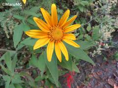 Tithonia longiradiata