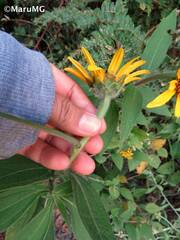 Tithonia longiradiata