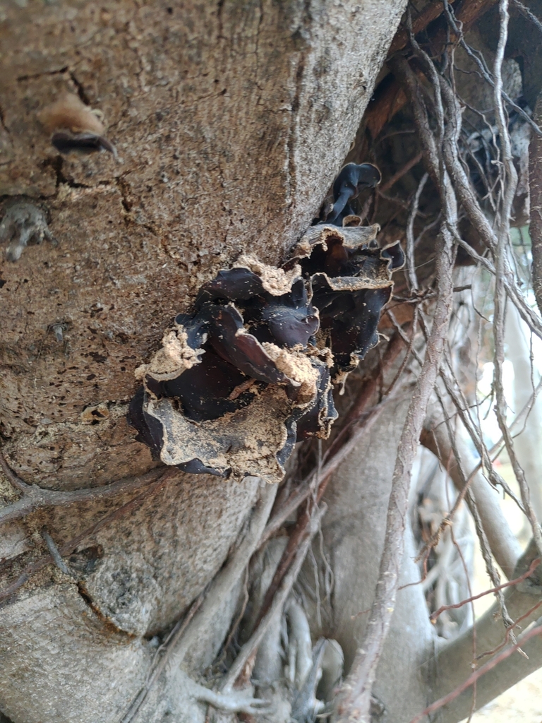 Auricularia polytricha · February 2023 · photo: © shawnchong (iNaturalist, cc0)