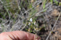 Eriospermum ornithogaloides