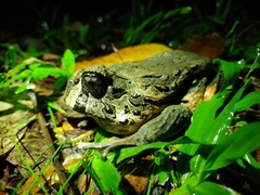 Macrogenioglottus alipioi