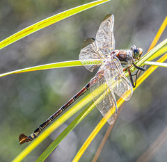 Petalura litorea