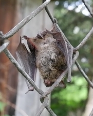 Myotis