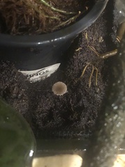 Leucocoprinus ianthinus