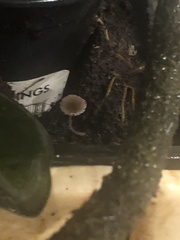 Leucocoprinus ianthinus