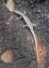 Cryptoblepharus pannosus