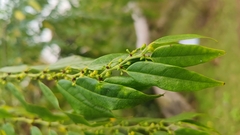 Glochidion sphaerogynum